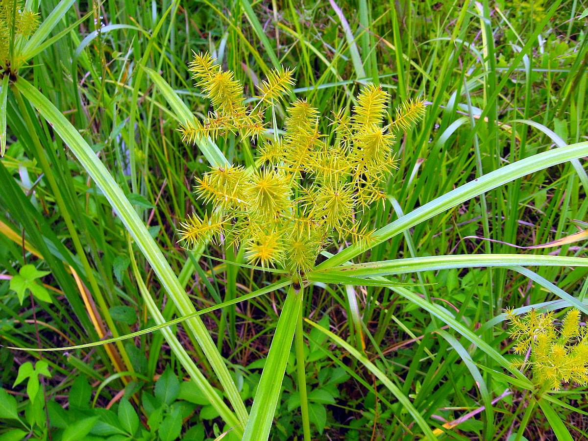 papyrus sedges